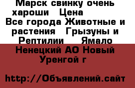 Марск свинку очень хароши › Цена ­ 2 000 - Все города Животные и растения » Грызуны и Рептилии   . Ямало-Ненецкий АО,Новый Уренгой г.